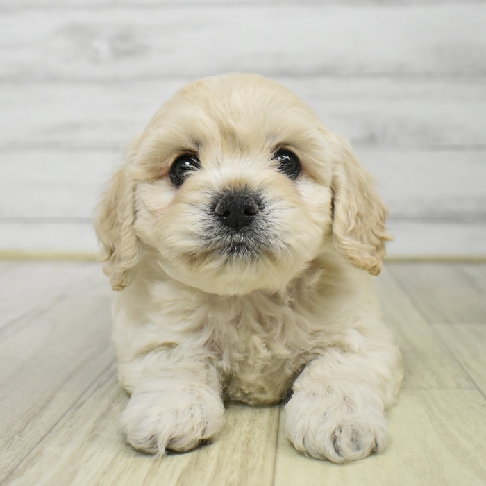静岡県のハーフ犬・ミックス犬 (犬の家＆猫の里マークイズ静岡店/2025年9月15日生まれ/女の子/バフ)の子犬