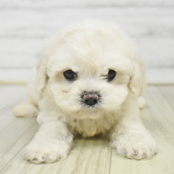 静岡県のハーフ犬・ミックス犬 (犬の家＆猫の里プレ葉ウォーク浜北店/2025年9月15日生まれ/女の子/バフ)の子犬