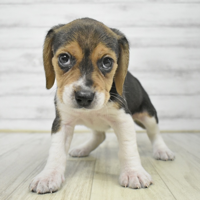 福岡県のビーグル (犬の家＆猫の里トリアス久山店/2025年9月15日生まれ/女の子/ブラックタンホワイト)の子犬