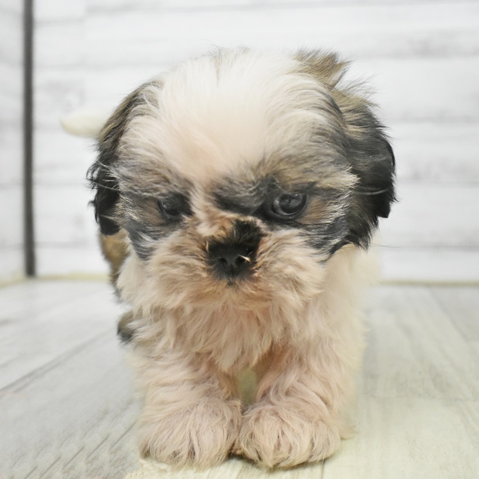 福井県のシーズー (犬の家＆猫の里アミーゴ福井大和田店/2025年9月16日生まれ/男の子/ホワイトゴールド)の子犬の3枚目の画像