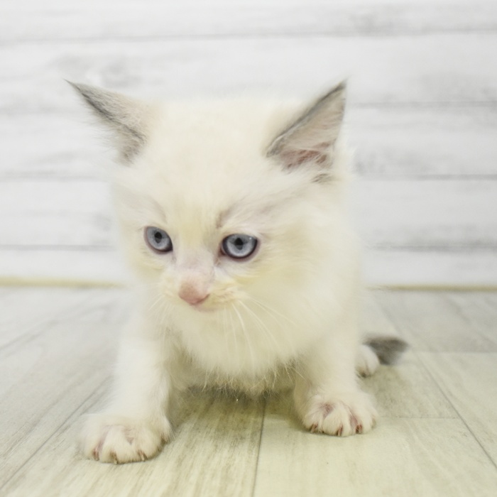 愛知県のラグドール (犬の家＆猫の里岡崎店/2025年9月16日生まれ/男の子/ブルーポイントバイカラー)の子猫の2枚目の画像