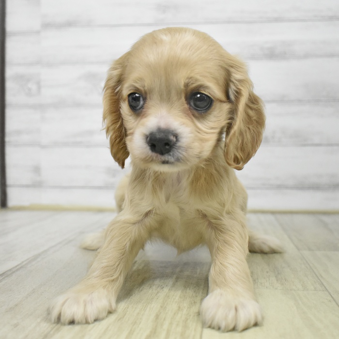 静岡県のアメリカンコッカースパニエル (犬の家＆猫の里プレ葉ウォーク浜北店/2025年9月13日生まれ/女の子/バフホワイト)の子犬