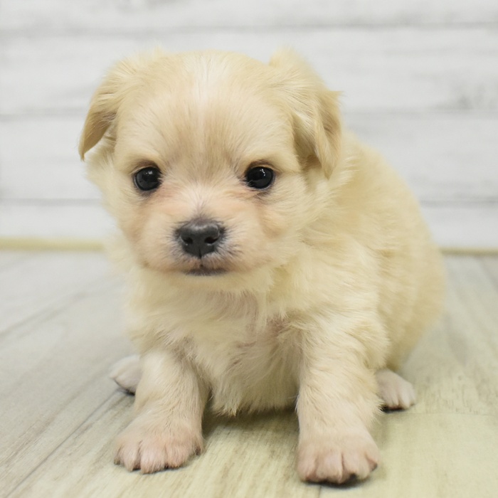 静岡県のチワマル/マルチワ(チワワ×マルチーズ) (犬の家＆猫の里藤枝店/2025年9月15日生まれ/女の子/クリーム)の子犬