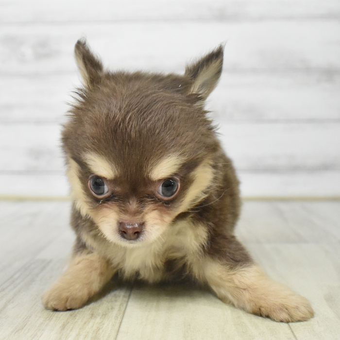 愛知県のチワワ(ロング) (犬の家＆猫の里エアポートウォーク店/2025年9月14日生まれ/男の子/チョコレートタンホワイト)の子犬の2枚目の画像