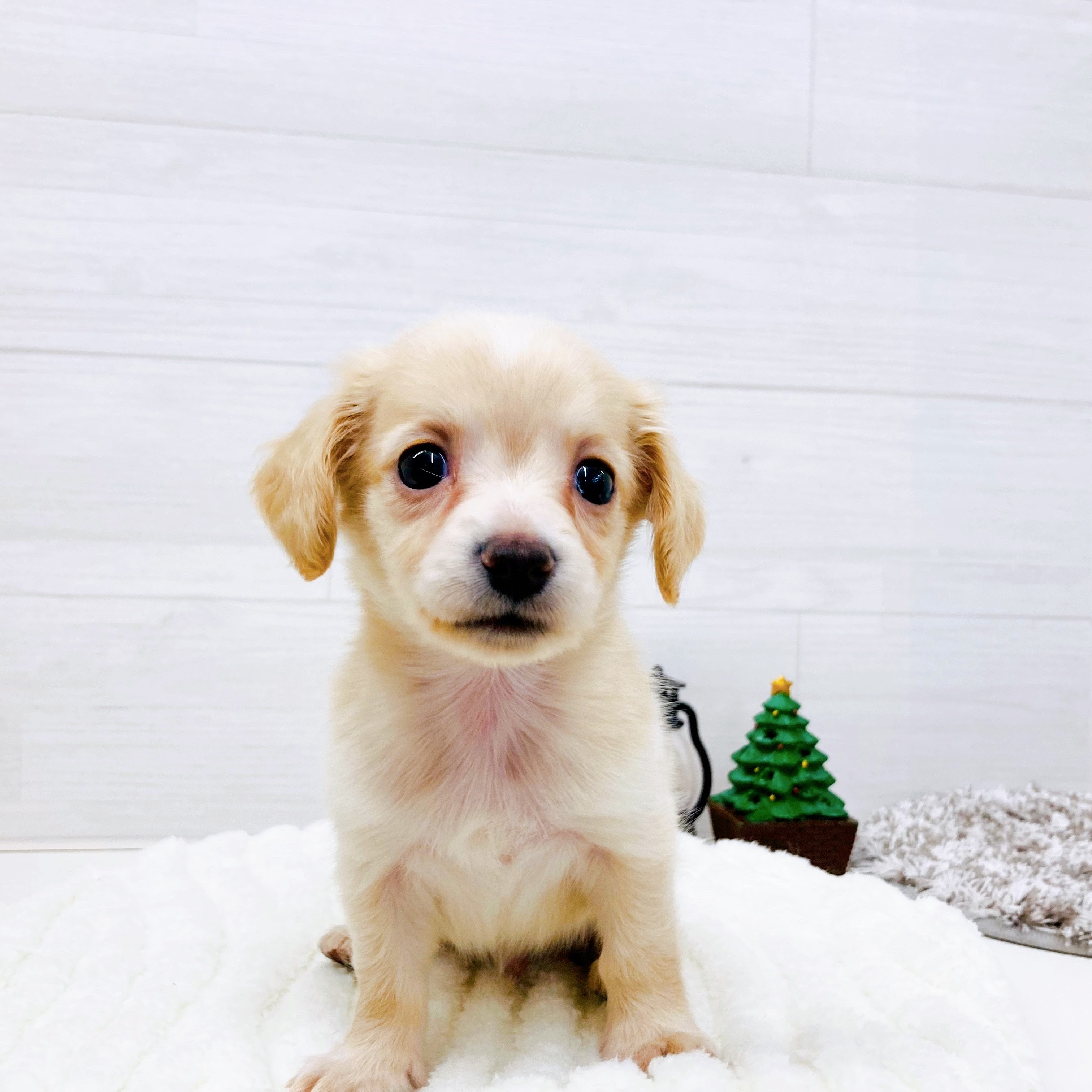 石川県のチワックス(チワワ×ダックス) (犬の家＆猫の里アミーゴ金沢おこばた店/2025年9月16日生まれ/男の子/イエロー)の子犬の1枚目の画像