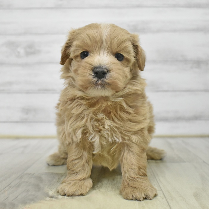 静岡県のマルプー(マルチーズ×プードル) (犬の家＆猫の里プレ葉ウォーク浜北店/2025年9月13日生まれ/男の子/アプリコット)の子犬