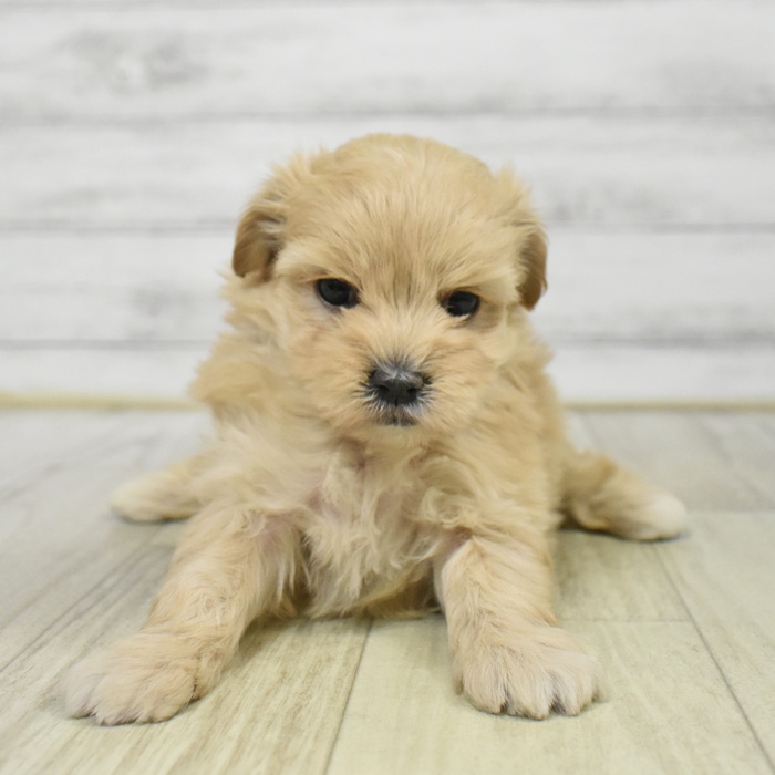 富山県のマルプー(マルチーズ×プードル) (犬の家＆猫の里アミーゴ山室店/2025年9月13日生まれ/女の子/アプリコット)の子犬