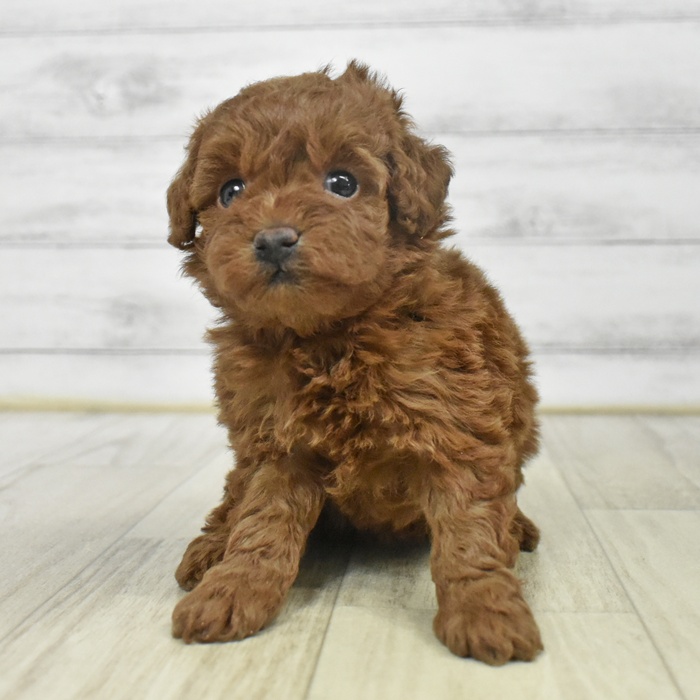 愛知県のトイプードル(トイ) (犬の家＆猫の里MiO香久山店/2025年9月15日生まれ/女の子/レッド)の子犬の2枚目の画像