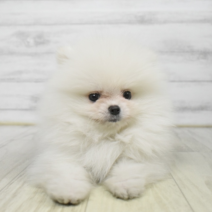 静岡県のポメラニアン (犬の家＆猫の里プレ葉ウォーク浜北店/2025年9月14日生まれ/男の子/ホワイト)の子犬