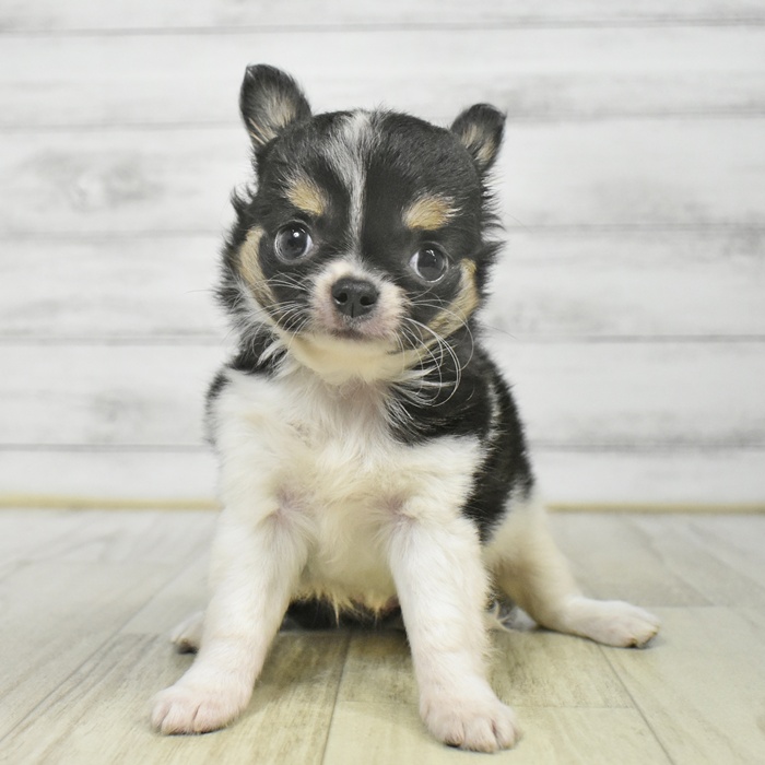 福岡県のチワワ(ロング) (犬の家＆猫の里トリアス久山店/2025年9月14日生まれ/女の子/ホワイトブラックタン)の子犬