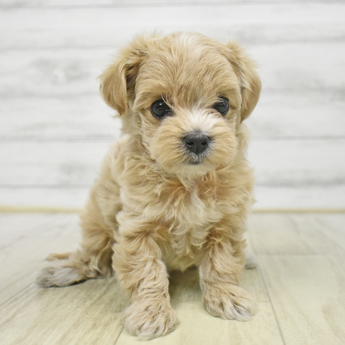 静岡県のマルプー(マルチーズ×プードル) (犬の家＆猫の里マークイズ静岡店/2025年9月14日生まれ/女の子/アプリコット)の子犬