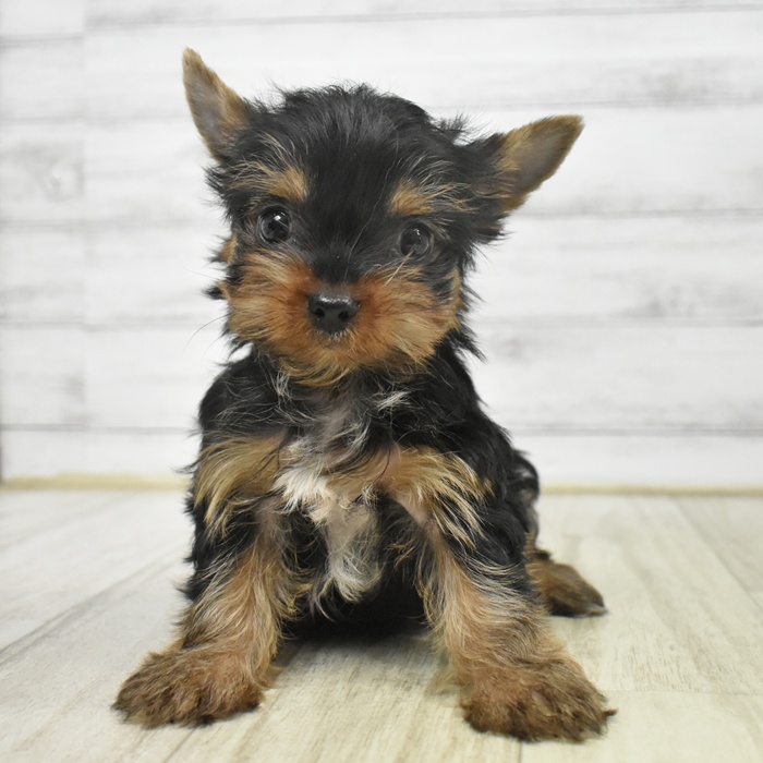 愛知県のヨークシャーテリア (犬の家＆猫の里MiO香久山店/2025年9月14日生まれ/男の子/スチールブルータン)の子犬の2枚目の画像