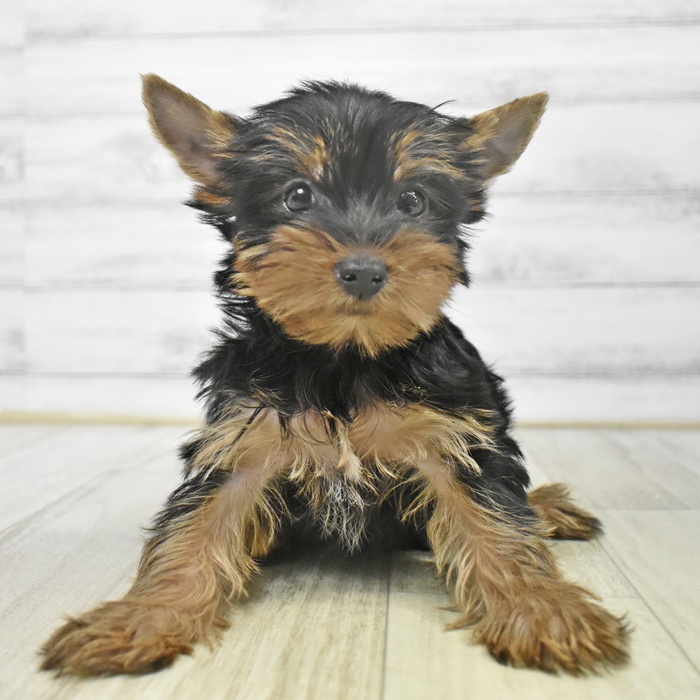富山県のヨークシャーテリア (犬の家＆猫の里アミーゴ高岡蓮花寺店/2025年9月14日生まれ/男の子/スチールブルータン)の子犬
