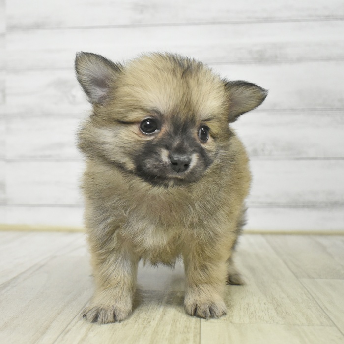 石川県のポメチワ/チワポメ/ポメチー(ポメラニアン×チワワ) (犬の家＆猫の里金沢店/2025年9月15日生まれ/男の子/セーブル)の子犬