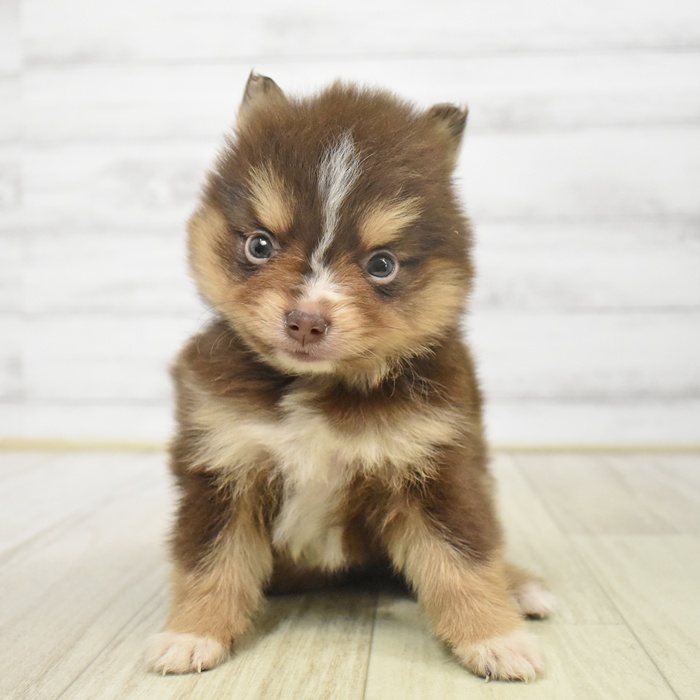 神奈川県のポメラニアン (犬の家＆猫の里元住吉ブレーメン通り店/2025年9月16日生まれ/女の子/チョコレートタンホワイト)の子犬