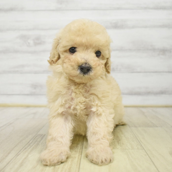 静岡県のビションプー(ビションフリーゼ×プードル) (犬の家＆猫の里富士店/2025年9月14日生まれ/男の子/クリーム)の子犬の2枚目の画像