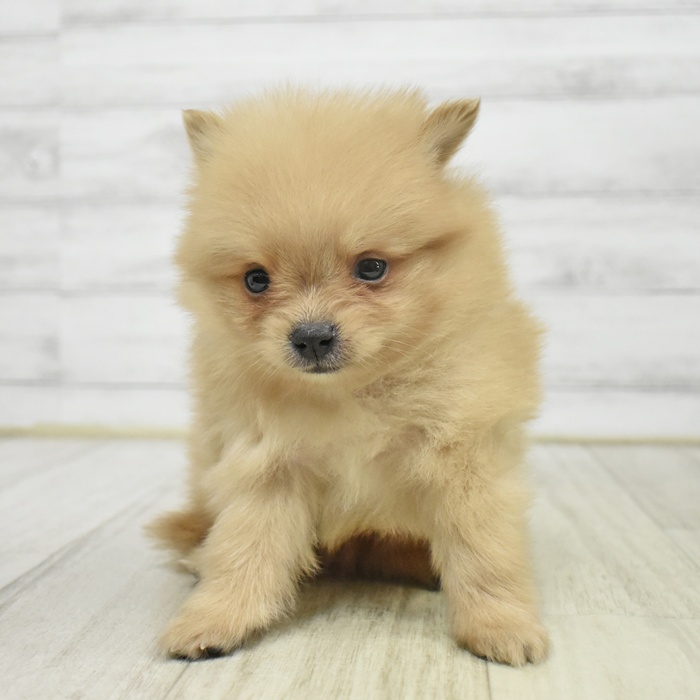 愛知県のポメラニアン (犬の家＆猫の里春日井本店/2025年9月15日生まれ/男の子/オレンジ)の子犬の2枚目の画像