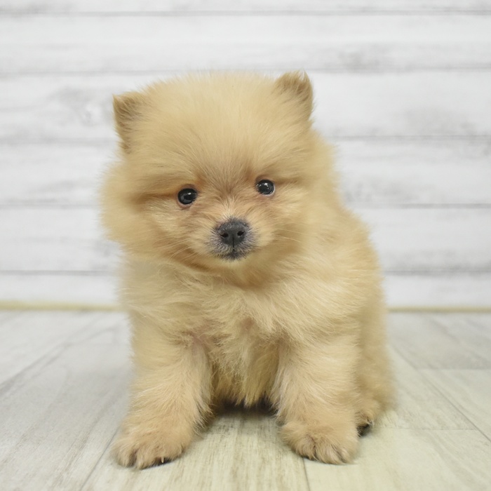 長野県のポメラニアン (犬の家＆猫の里カインズ梓川店/2025年9月15日生まれ/男の子/オレンジ)の子犬の3枚目の画像
