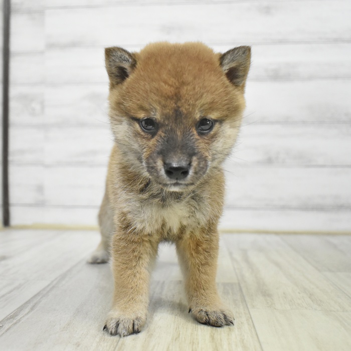 静岡県の豆柴 (犬の家＆猫の里藤枝店/2025年9月14日生まれ/女の子/赤)の子犬