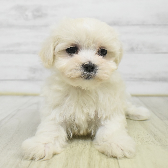 静岡県のマルチーズ (犬の家＆猫の里藤枝店/2025年9月13日生まれ/女の子/ホワイト)の子犬