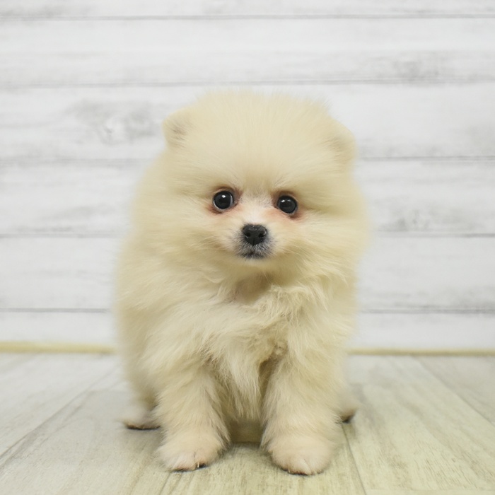 富山県のポメラニアン (犬の家＆猫の里富山店/2025年9月15日生まれ/女の子/クリーム)の子犬