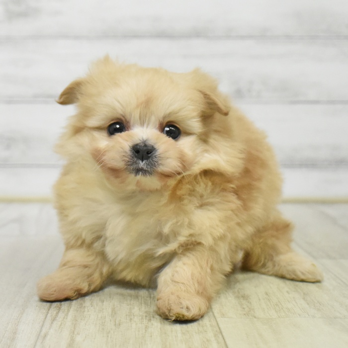 福岡県のポメプー(ポメラニアン×プードル) (犬の家＆猫の里トリアス久山店/2025年9月16日生まれ/女の子/アプリコット)の子犬