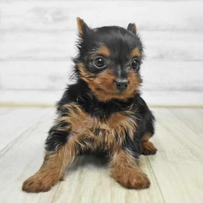 富山県のヨークシャーテリア (犬の家＆猫の里アミーゴ山室店/2025年9月15日生まれ/女の子/スチールブルータン)の子犬