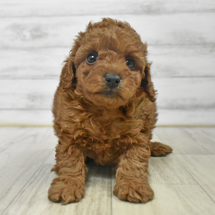 愛知県のトイプードル(トイ) (犬の家＆猫の里豊川インター店/2025年9月14日生まれ/男の子/レッド)の子犬の2枚目の画像