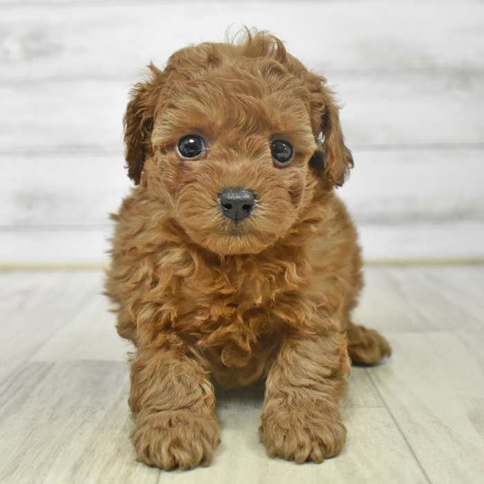 静岡県のトイプードル(トイ) (犬の家＆猫の里藤枝店/2025年9月14日生まれ/男の子/レッド)の子犬