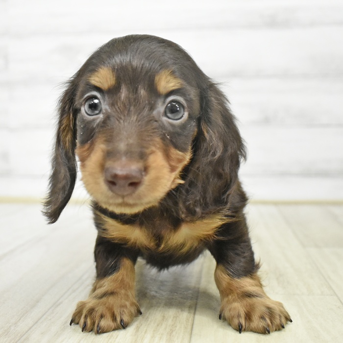 愛知県のミニチュアダックスフンド(ロング) (犬の家＆猫の里岡崎店/2025年9月13日生まれ/男の子/チョコレートタン)の子犬