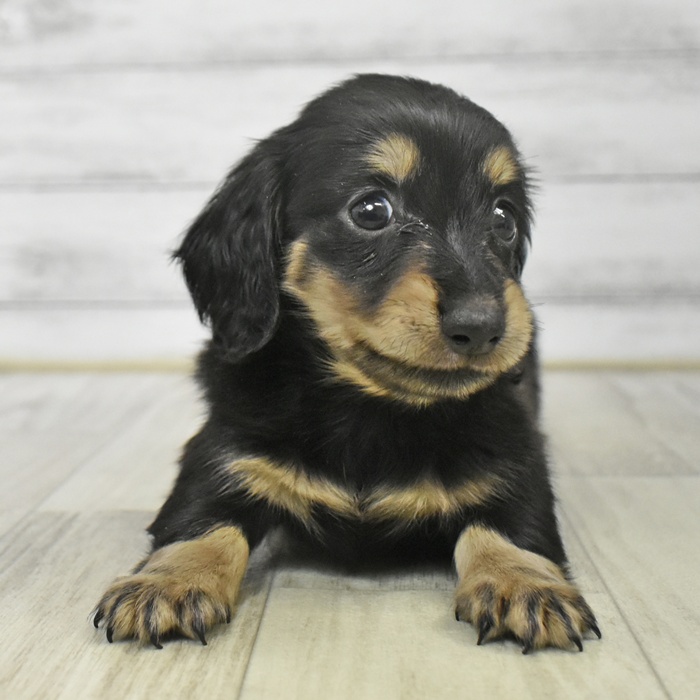 静岡県のミニチュアダックスフンド(ロング) (犬の家＆猫の里藤枝店/2025年9月15日生まれ/女の子/ブラックイエロー)の子犬