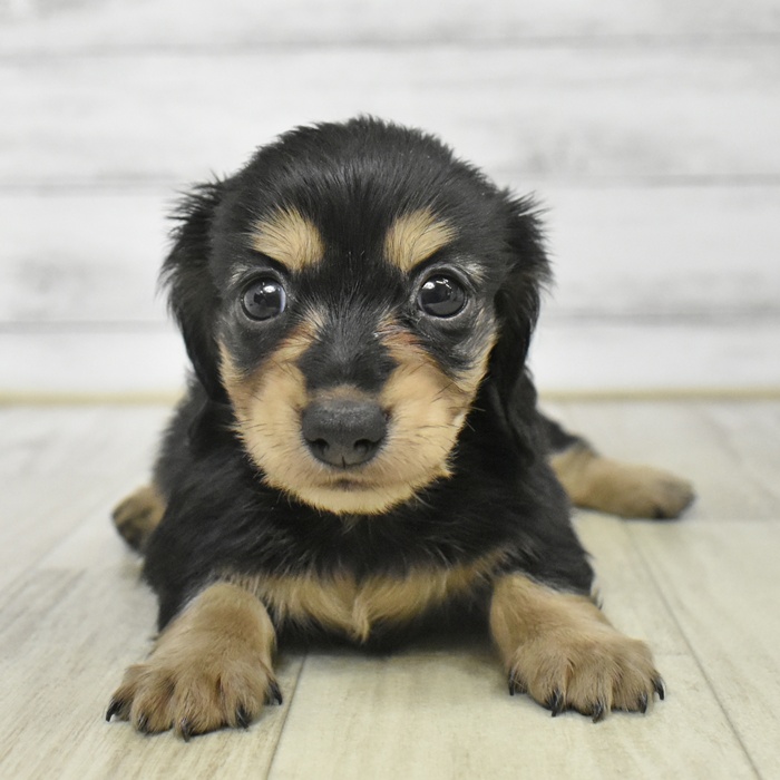 神奈川県のミニチュアダックスフンド(ロング) (犬の家＆猫の里モザイクモール港北店/2025年9月15日生まれ/女の子/ブラックイエロー)の子犬の2枚目の画像