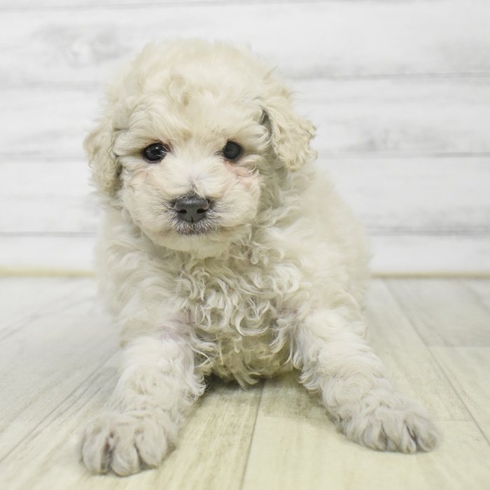 静岡県のトイプードル(トイ) (犬の家＆猫の里富士店/2025年9月14日生まれ/男の子/ホワイト)の子犬の2枚目の画像