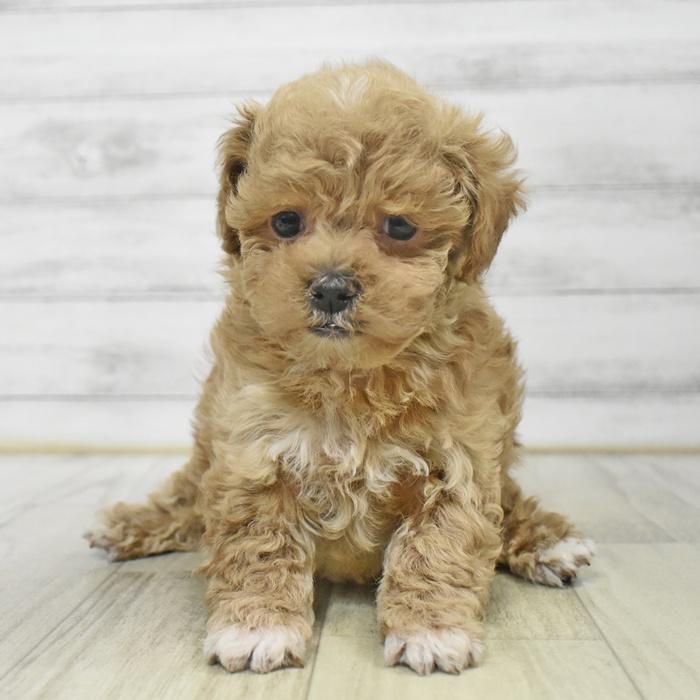 愛知県のマルプー(マルチーズ×プードル) (犬の家＆猫の里アミーゴ神の倉店/2025年9月16日生まれ/男の子/アプリコット)の子犬の4枚目の画像