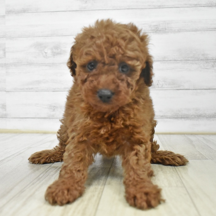 富山県のトイプードル(トイ) (犬の家＆猫の里アミーゴ高岡蓮花寺店/2025年9月15日生まれ/女の子/レッド)の子犬