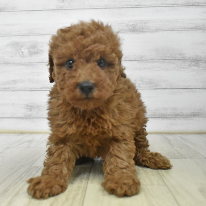 富山県のトイプードル(トイ) (犬の家＆猫の里富山店/2025年9月15日生まれ/女の子/レッド)の子犬