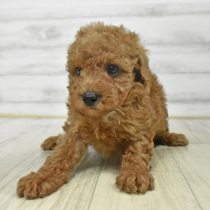 愛知県のトイプードル(トイ) (犬の家＆猫の里春日井本店/2025年9月15日生まれ/男の子/レッド)の子犬の2枚目の画像