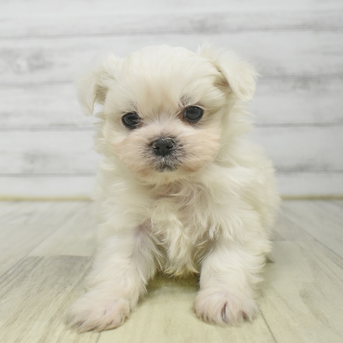 福井県のペキマル/マルペキ(ペキニーズ×マルチーズ) (犬の家＆猫の里アミーゴ福井店/2025年9月16日生まれ/男の子/ホワイト)の子犬の2枚目の画像