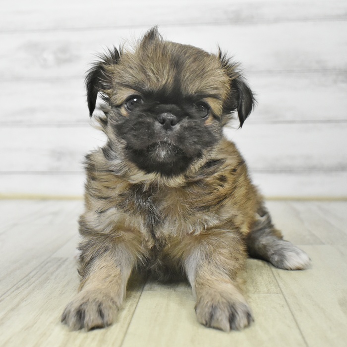 静岡県のチワペキ/ペキチー/ペキチワ(チワワ×ペキニーズ) (犬の家＆猫の里藤枝店/2025年9月12日生まれ/女の子/フォーンホワイト)の子犬