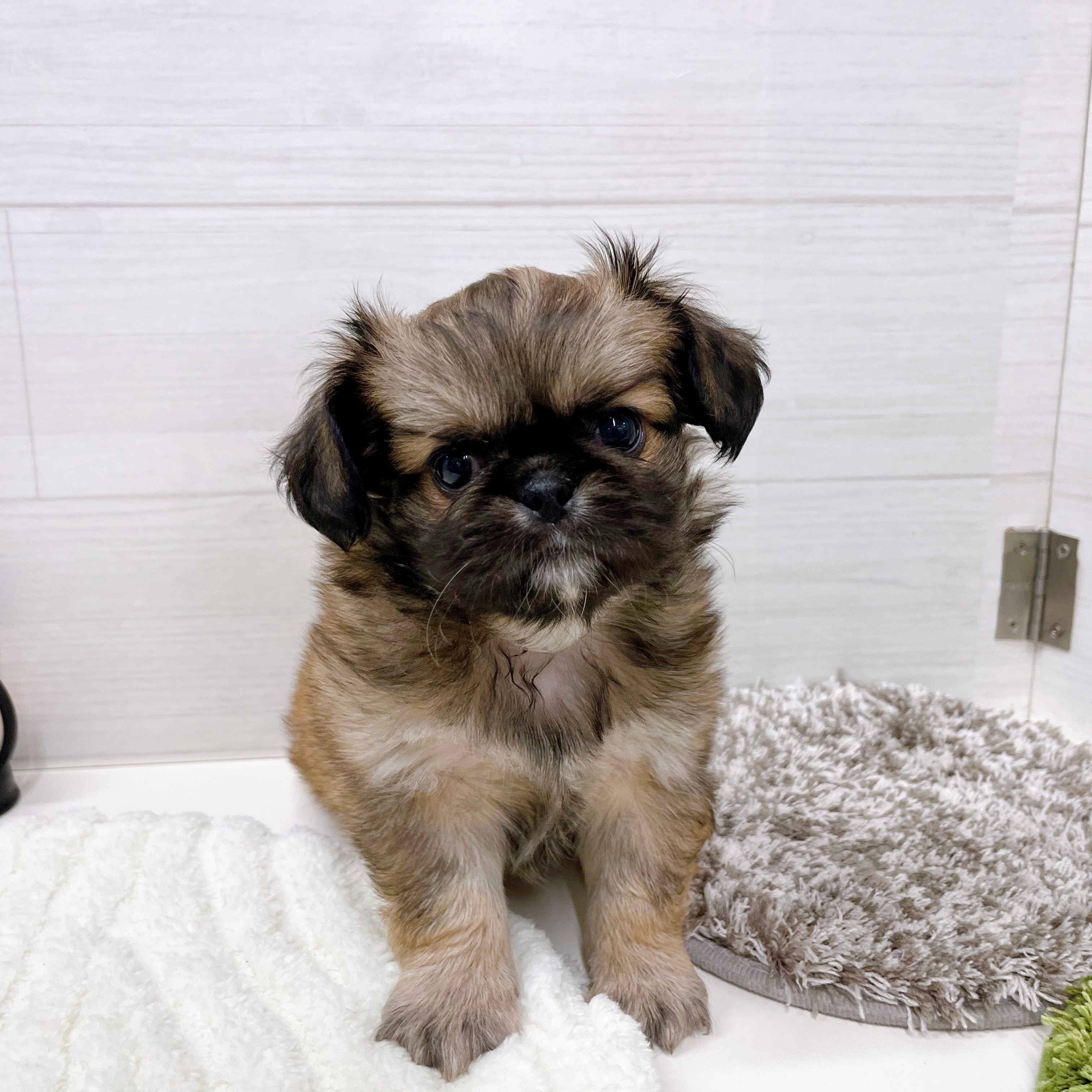 石川県のチワペキ/ペキチー/ペキチワ(チワワ×ペキニーズ) (犬の家＆猫の里アミーゴ金沢おこばた店/2025年9月12日生まれ/男の子/フォーンホワイト)の子犬の1枚目の画像