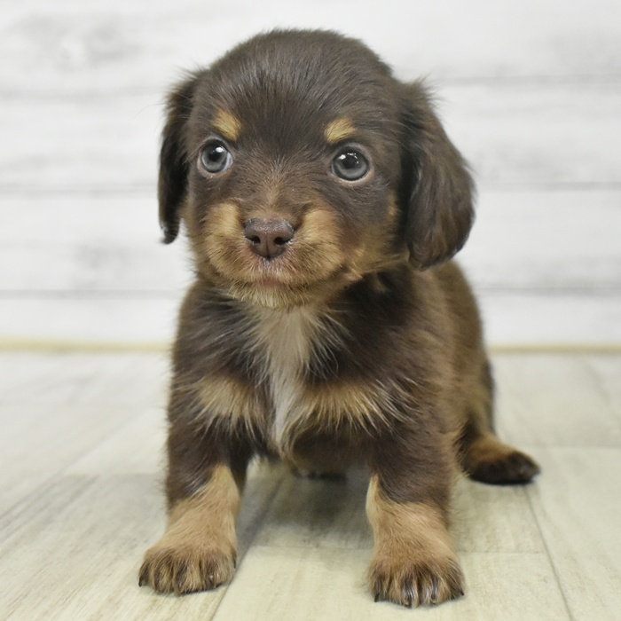 福岡県のチワックス(チワワ×ダックス) (犬の家＆猫の里シュロアモール筑紫野店/2025年9月14日生まれ/女の子/チョコレートタン)の子犬