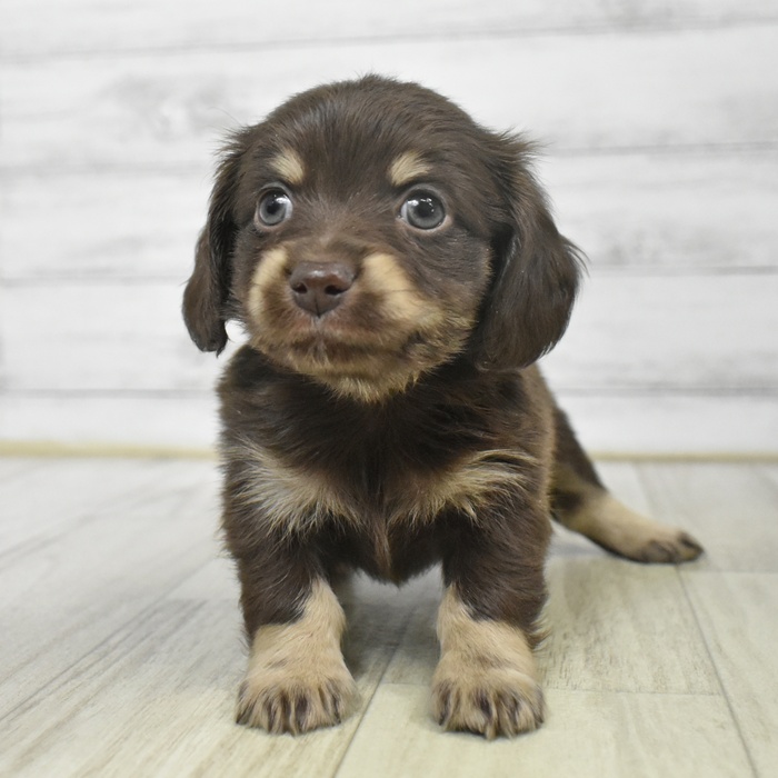 石川県のチワックス(チワワ×ダックス) (犬の家＆猫の里アミーゴ金沢有松店/2025年9月14日生まれ/男の子/チョコレートタン)の子犬の2枚目の画像