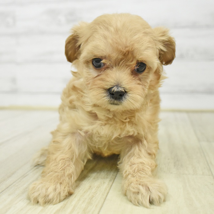 富山県のマルプー(マルチーズ×プードル) (犬の家＆猫の里富山店/2025年9月14日生まれ/女の子/アプリコット)の子犬