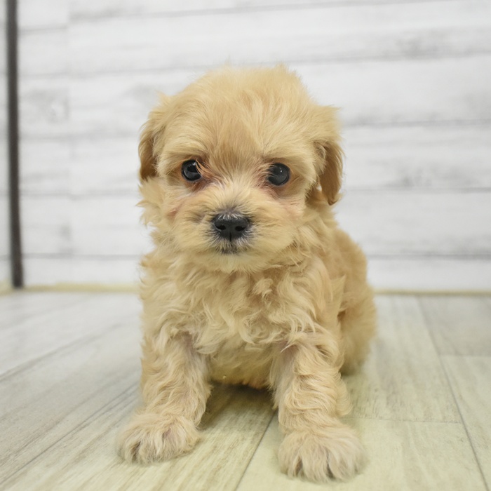 福岡県のマルプー(マルチーズ×プードル) (犬の家＆猫の里シュロアモール筑紫野店/2025年9月14日生まれ/女の子/アプリコット)の子犬