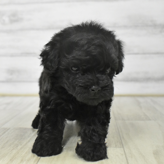 三重県のマルプー(マルチーズ×プードル) (犬の家＆猫の里三重桑名店/2025年9月14日生まれ/女の子/ブラック)の子犬