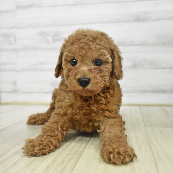 千葉県のトイプードル(トイ) (犬の家＆猫の里BIGHOPガーデンモール印西店/2025年9月16日生まれ/男の子/レッド)の子犬の3枚目の画像