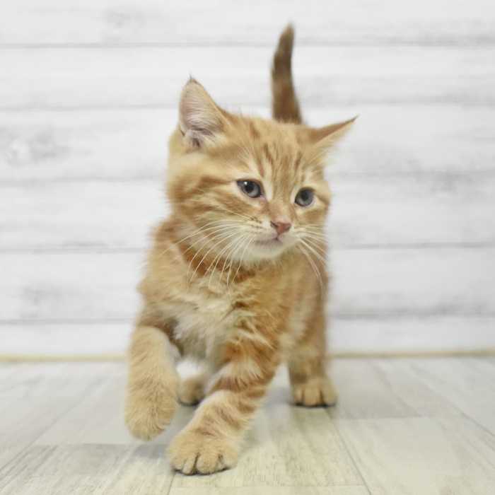 愛知県のマンチカン (犬の家＆猫の里豊川インター店/2025年9月11日生まれ/男の子/レッドタビー)の子猫の2枚目の画像