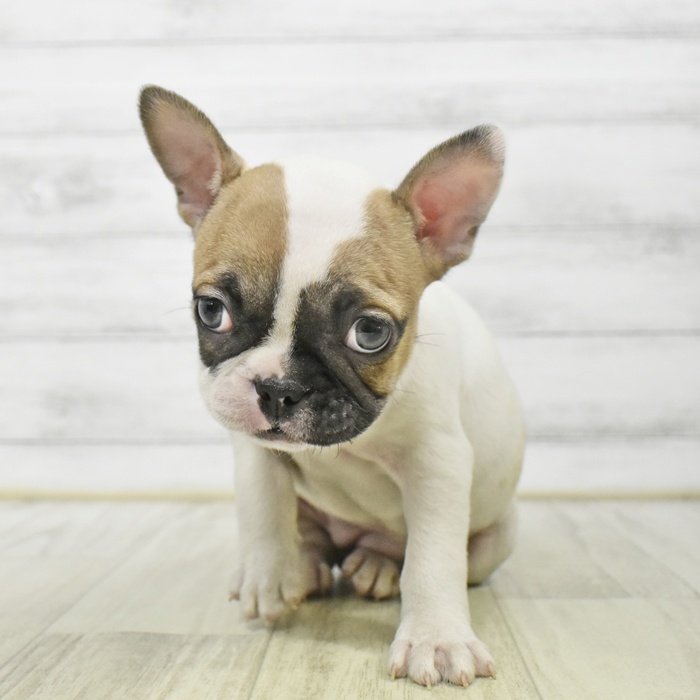 富山県のフレンチブルドッグ (犬の家＆猫の里アミーゴ山室店/2025年9月13日生まれ/女の子/ホワイトフォーン)の子犬