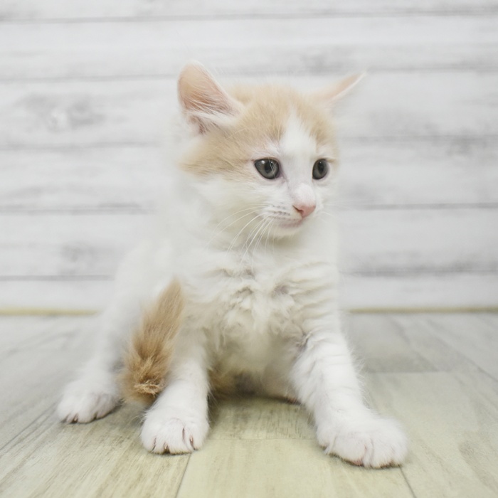 福井県のノルウェージャンフォレストキャット (犬の家＆猫の里アミーゴ福井店/2025年9月16日生まれ/男の子/クリームホワイト)の子猫の2枚目の画像