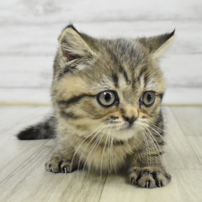 千葉県のブリティッシュショートヘアー (犬の家＆猫の里BIGHOPガーデンモール印西店/2025年9月16日生まれ/女の子/ブラウンタビー)の子猫
